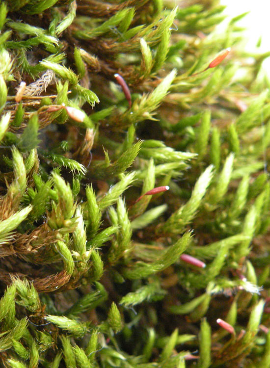 Muschio su salice - Leucodon sciuroides